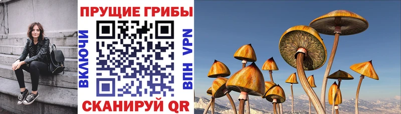 Псилоцибиновые грибы GOLDEN TEACHER  Мураши 